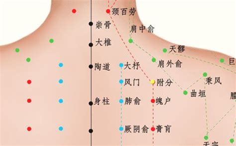 附分穴|附分穴的准确位置图图解